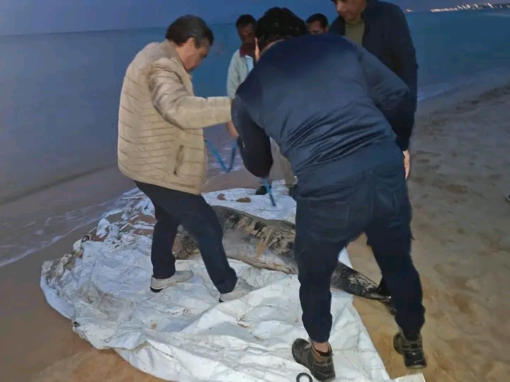 العثور على دولفين نافق في قرية سياحية بالسويس ونقله لتحنيطه في معهد علوم البحار والمصايد