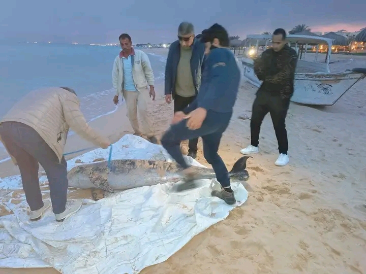 العثور على دولفين نافق في قرية سياحية بالسويس ونقله لتحنيطه في معهد علوم البحار والمصايد