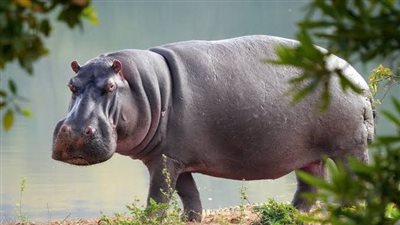 اعدام أفراس النهر لمملوكة لملك الكوكايين  بابلو إسكوباركولومبيا 