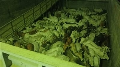المصرية السودانية تستهدف ضخ 60 ألف رأس ابقار حية لصالح وزارة التموين خلال العام المقبل