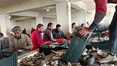 حصاد جديد.. افتتاح موسم الصيد في أكبر المزارع السمكية