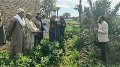 مدرسة حقلية للنخيل البرحي والمجدول بملوي المنيا
