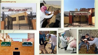 المنيا تطلق حملة استثنائية لتحصين 64 ألف رأس ماشية ضد الأمراض الوبائية