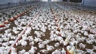 المكسيك تعلق استيراد الدواجن من البرازيل بعد ظهور إصابة بإنفلونزا الطيور