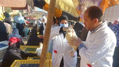 بيطري الشرقية: تحصين أكثر من 194 ألف طائر ضد مرض أنفلونزا الطيور