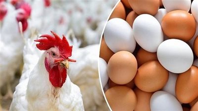 انخفاض أسعار الدواجن اليوم الثلاثاء 20أغسطس 2024 في الأسواق المحلية