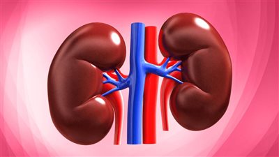 كيف نحافظ على صحة الكلى؟ .. احذر الإفراط في المسكنات والمضادات الحيوية