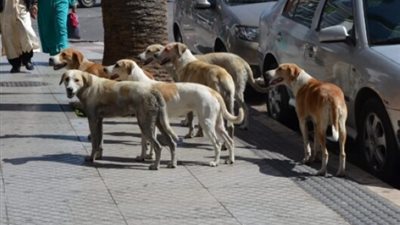البداية بـ1296 كلبًا.. تحرك عاجل من محافظة الجيزة لمواجهة أزمة الكلاب الضالة في 2026