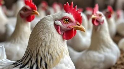 تحديث لحظي لأسعار الدواجن والبيص اليوم الأربعاء.. 