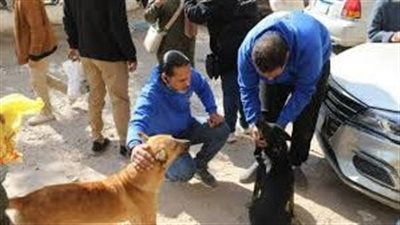وزارة الزراعة تحصن 2538 كلباً حراً وتعقم 162 أخرى بالمحافظات