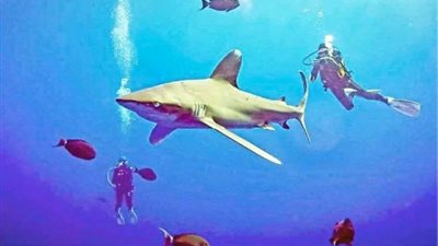 القبض على صيادين بعد صيدهم قرشًا حوتيًا نادرًا في مصر