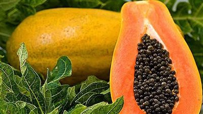 فوائد الباباظ للرجال