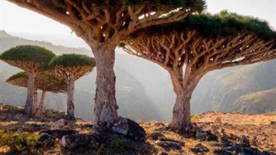 عجائب جزيرة سقطرى: تعرف على شجرة دم الأخوين وأغرب الكائنات الحية