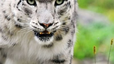 مأساة على الحدود الصينية المنغولية: نمر ثلوج ينقض على سيدة حاولت التقاط صورة قريبة