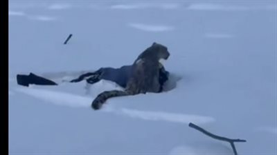 الدم يغطي وجهها.. تفاصيل نجاة سيدة صينية من أنياب نمر الثلوج في رحلة تزلج جبلية