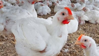 قفزة موسمية في الطلب تشعل سوق الدواجن.. اتحاد المنتجين يوضح أسباب الارتفاع