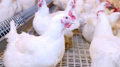 أسعار الدواجن تحت ضغط الطلب الرمضاني.. اتحاد المنتجين يشرح خريطة السوق ويكشف مؤشرات الانفراجة