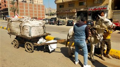 الجيزة تشن حربًا على النباشين.. 24 عربة كارو وتروسيكل تحت المراقبة في حملات مكثفة