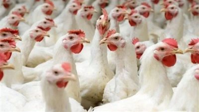 اتحاد منتجي الدواجن: طفرة الاستهلاك في رمضان تقود موجة ارتفاع الأسعار