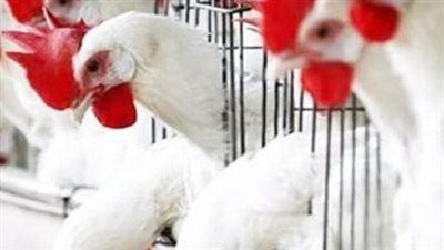 البيض البلدي يلامس 150 جنيهاً.. تعرف على أسعار الكرتونة في منافذ 