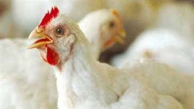 من دمنهور للمحمودية.. رصد لحركة البيع والشراء في أسواق الدواجن بالدلتا