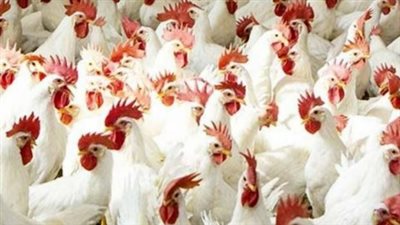 بورصة الدواجن اليوم: الفراخ البلدي تسجل 130 جنيهاً للمستهلك والساسو بـ 109 جنيهات