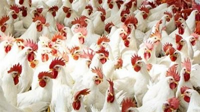 هل نحن أمام أزمة فراخ؟.. شعبة الدواجن ترد على التساؤلات حول وفرة المعروض