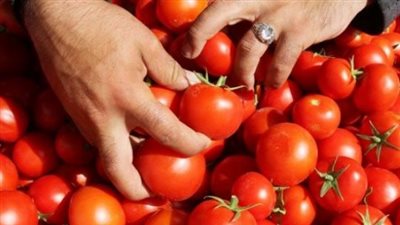 شعبة الخضروات تعلن طرح كيلو الطماطم بـ 21.5 جنيه في المجمعات الاستهلاكية