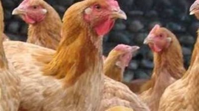 توازن العرض والطلب يثبت أسعار الدواجن والبيض في بداية الأسبوع