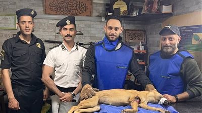 شرطة بورسعيد تتعامل مع حالة إنسانية لإنقاذ كلب مصاب بحادث