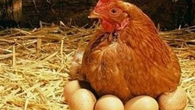 تحديث أسعار الدواجن 
