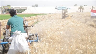 توريد أكثر من 25 ألف طن قمح بصوامع وشون قنا مع ارتفاع ملحوظ مقارنة بالعام الماضي
