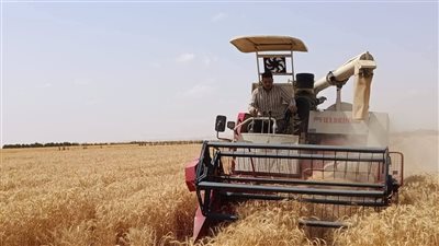 صوامع وشون البحيرة تعمل بكامل طاقتها لاستقبال القمح المحلي ودعم الفلاحين