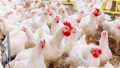 أسعار الكتاكيت والدواجن في مصر: توازن العرض والطلب يسيطر على السوق
