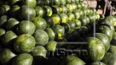 البطيخ لفقدان الوزن.. دليل شامل حول التوقيت المثالي وكيفية استغلاله لكبح الشهية وحرق الدهون