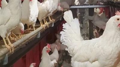 أزمة الأعلاف والطلب الموسمي: كيف تؤثر تحركات السوق على سعر كيلو الدواجن في المحافظات؟