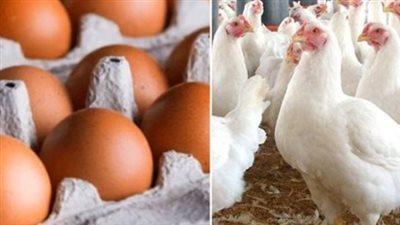 أسعار الدواجن الآن: ثبات 