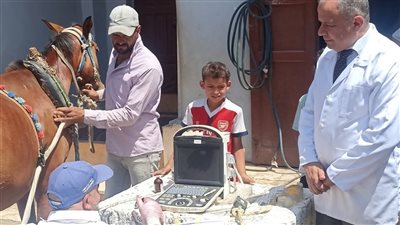  تشخيص وعلاج 7141 رأس ماشية ضمن خطة استراتيجية لتنمية الثروة الحيوانية بكفرالشيخ