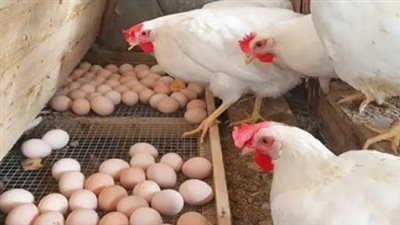 تراجع جديد في أسعار الدواجن والبيض مع وفرة المعروض واقتراب عيد الأضحى