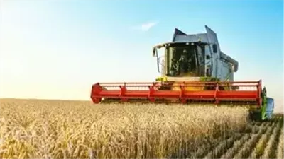 القمح المصري يحقق أرقامًا قياسية.. وخطة حكومية لتعزيز المخزون الاستراتيجي