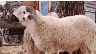 استقرار أسعار الأضاحي قبل عيد الأضحى مع وفرة المعروض ودعم الاستيراد