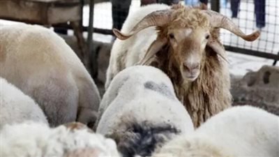 أسعار الخراف والماعز في الأسواق المصرية قبل حلول عيد الأضحى المبارك
