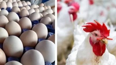 استقرار ملحوظ.. أسعار البيض الأحمر والأبيض والبلدي في المحلات اليوم الثلاثاء