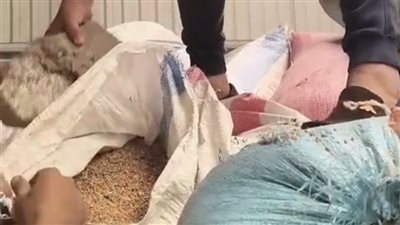 ضبط 2.5 طن أقماح فاسدة قبل توزيعها على المخابز بالفيوم