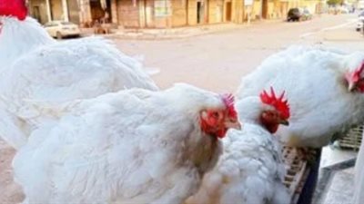 استقرار ملحوظ في الأسواق: أسعار أجزاء الدواجن والبانيه والكبد والقوانص بتعاملات السبت