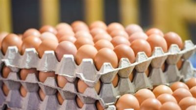 حركة التجارة الداخلية اليوم: تحديثات بورصة الدواجن وأسعار كرتونة البيض الأبيض والأحمر