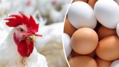 تحديثات الأسواق.. أسعار الفراخ البيضاء اليوم وسعر الكيلو للمستهلك حسب المنطقة السكنية