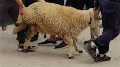 دليل أعمال الحج في يوم النحر وكيفية تحقيق التحلل الأصغر والأكبر لضيوف الرحمن