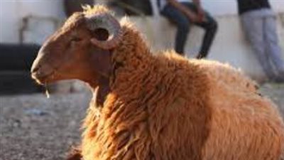 استعدادًا لموسم عيد الاضحى: رصد شامل لأسعار اللحوم والكندوز والضأن بالأسواق ومنافذ الدولة اليوم