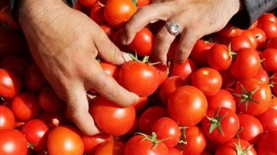 دليل المستهلك: الفجوة السعرية بين سوق العبور والتجزئة في أسعار الطماطم الحالية